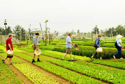 An Giang courts more agricultural tourism